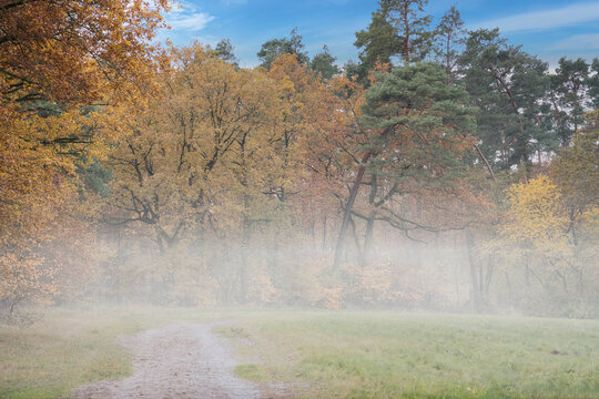 Autumn forest path with bright gold and ocher tones, plus fog in the foreground.