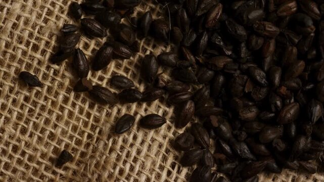 Dark roasted barley grains rotating on rustic burlap fabric