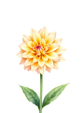 orange-yellow dahlia flower
