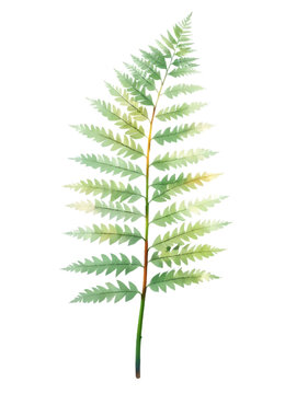 single green fern frond