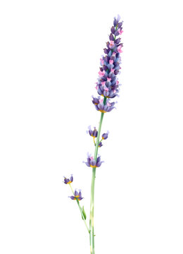 single sprig of purple lavender