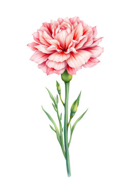 single pink carnation flower