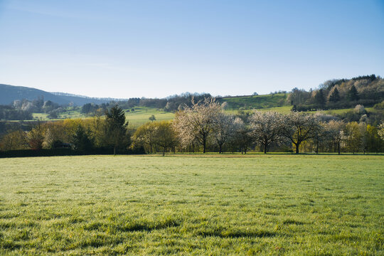 Delicate spring meadow with blooming fruit trees in the background