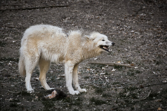 Snarling white wolf defending its prey in the forest.