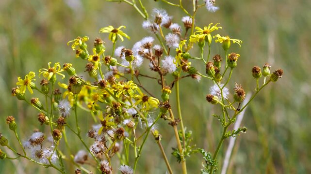 Yellow ragwort flowers blooming alongside white fluffy seed heads in a sunny summer meadow.