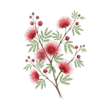 Pink Powder Puff Flower (Calliandra haematocephala) Botanical Watercolor Illustration