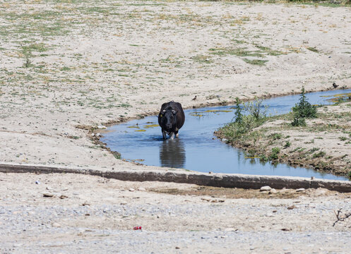 Black buffalo walks through shallow stream