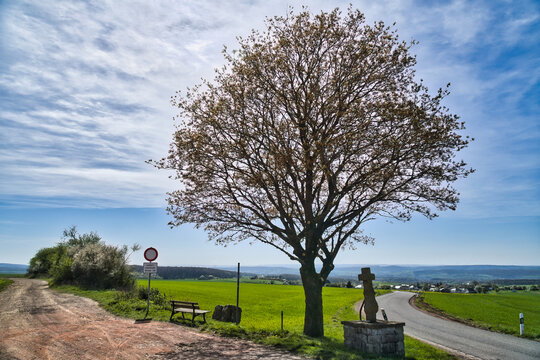 Wayside shrine Cross and Tree by a Country Road