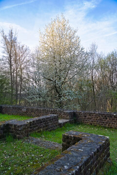 Blossoming Tree at a Historic Stone Wall
