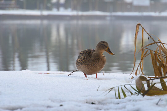 Mallard in the snow on the lake shore, wintery diffused light.