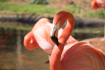 close up of a flamingo © Christopher