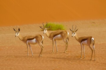 Impala na pustyni  © Ewa