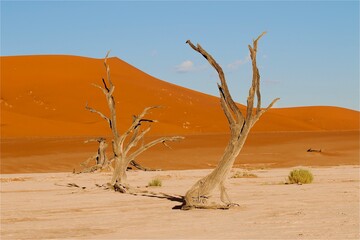 Pustynia Namib, deadvlei © Ewa