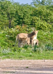 Lew lwy w Etosha NP © Ewa