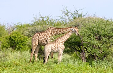 giraffe Etosha NP © Ewa