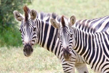 zebra in the Etosha NP © Ewa