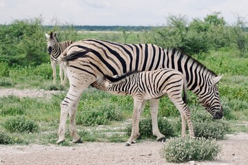 zebra with a child © Ewa