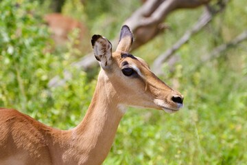 young impala antelope © Ewa