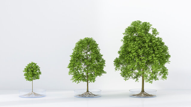 Trees growing in petri dish