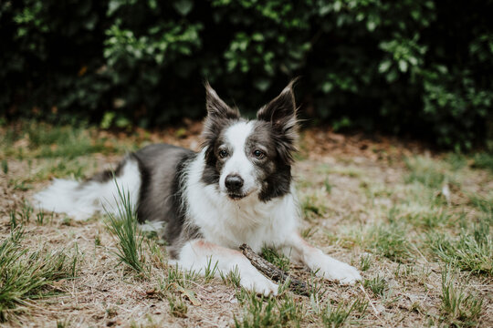 Blue border collie dog lying on the grass outdoors with a stick