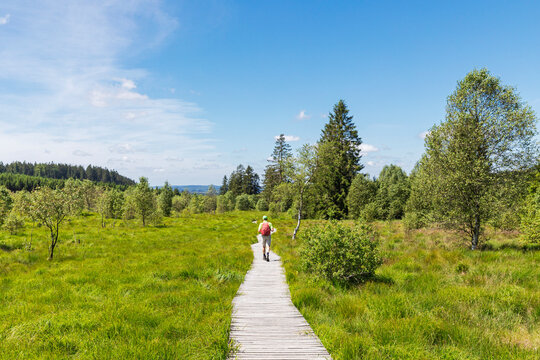 Hiker walking on a wooden boardwalk in High Fens Nature Park Belgium