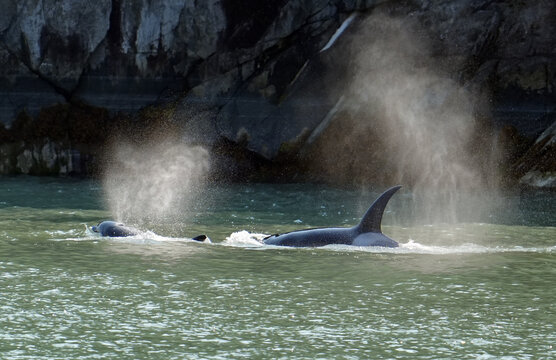Orcas mit Kalb