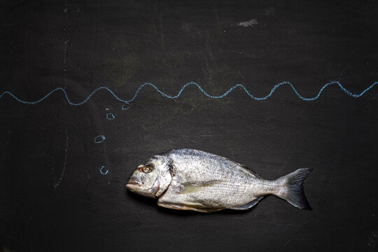 Fish on black chalkboard, close up