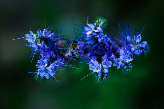 European honey bee on Lacy Phacelia