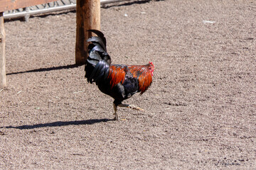 Vibrant Red and Black Rooster Strutting on Sandy Ground in Sunny Farmyard Paddock © dizfoto1973
