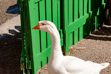 A curious white goose with an orange beak standing in front of a rustic green wooden fence © dizfoto1973