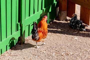 Bright colorful rooster and chicken in a farmyard near a green wooden fence © dizfoto1973