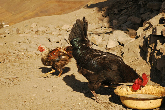 Azerbaijan, Xinaliq, rooster and chicken eating