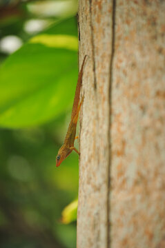 Dominica, Morne Trois Pitons, small lizard in the forest