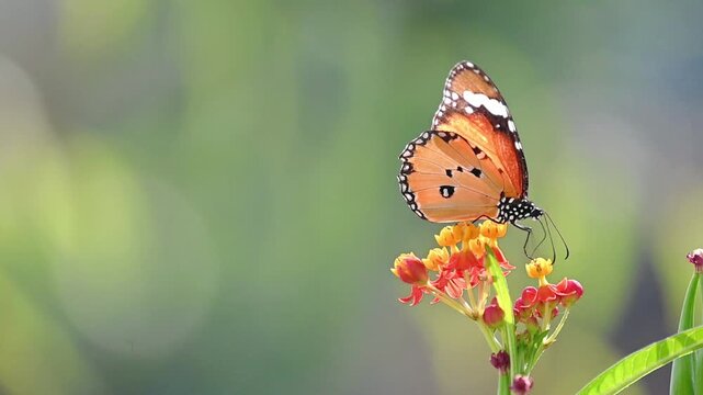 Slow Motion Capture of Plain Tiger Butterfly Feeding on Nectar of Small Flower Then Fluttering Wings and Flying Away