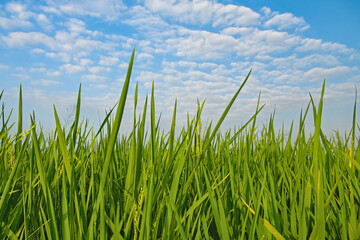 Obraz premium Lush green rice field against a beautiful blue sky with fluffy white clouds, low angle view of agricultural landscape.