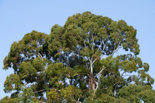 The top of a giant eucalyptus tree on a sunny May day. Pitsunda, Abkhazia