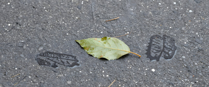 A green leaf lies on wet asphalt with leaf imprints, capturing the quiet aftermath of rain. This image conveys a sense of natural decay and urban stillness, evoking themes 