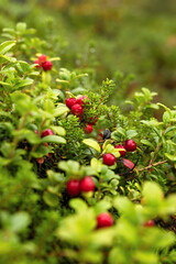 Red lingonberries in fresh green vegetation in Sweden © Simona Machackova