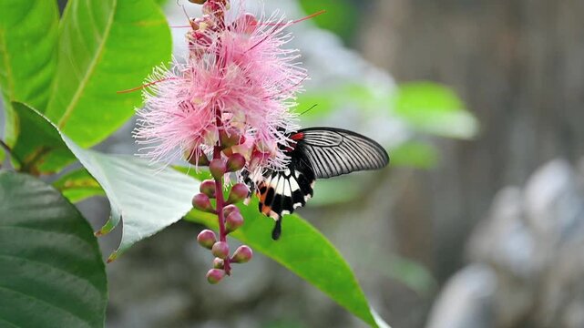 Slow Motion Capture of Butterfly Moving Slowly and Feeding on Nectar of Pink Flower Cluster Followed by Another Butterfly Flying Over to Coexist and Feed