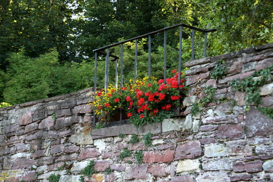 Blumen auf einer Mauer in Grohnde