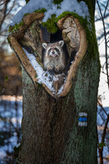 A cute raccoon Procyon lotor peeking out of a hollow tree trunk covered with snow and moss in winter alert wild animal looking away closeup portrait wildlife photography © Rudolf