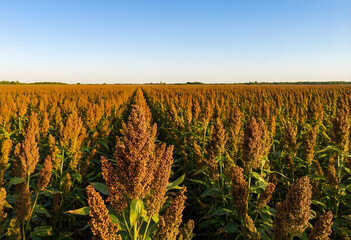 Fototapeta premium Vast field of ripe sorghum plants under a clear blue sky, agricultural landscape and harvest season