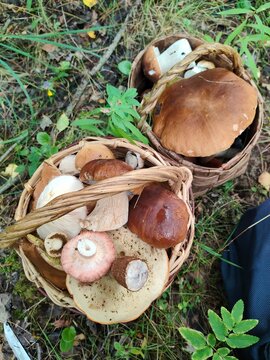 Basket filled with porcini mushrooms and pink milkcap mushrooms, known as Lactarius torminosus, freshly gathered wild fungi, traditional foraging, seasonal harvest, and rustic food.