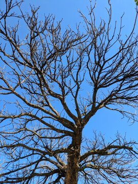 Vista de cerca de las ramas de un &aacute;rbol muerto sin hojas con el cielo azul de fondo