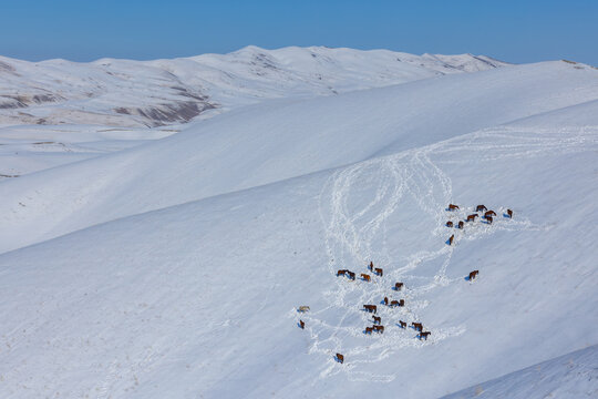 Herd of Horses in Snowy Mountain Landscape, Kyrgyzstan
