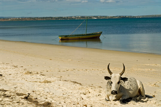 Madagascar, Ramena, zebu sleeping on the beach