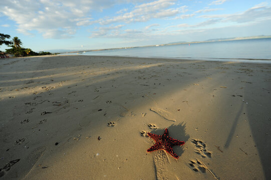 Madagascar, Ramena, red starfish lying on the sand