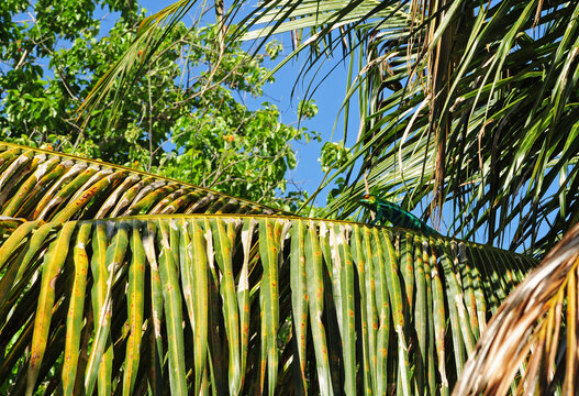 Madagascar, Tanikely, blue chameleon on palm tree