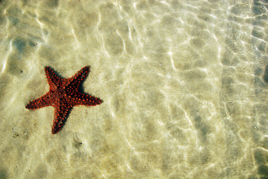 Madagascar, Ramena, starfish in the sea