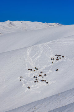 Herd of Horses Grazing on Snow-Covered Hillside in Kyrgyzstan